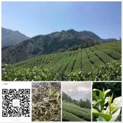 红茶绿茶老白茶，黑茶黄茶乌龙茶～[耶]！只喝小菜家的茶。我们