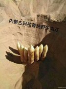 内蒙阿拉善肉苁蓉