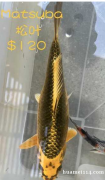 优惠转让日本锦鲤Koi