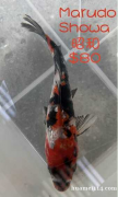 优惠转让日本锦鲤Koi