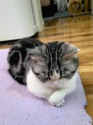 出售一只美短短脚和一只布偶猫