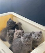 英国蓝猫生了6只小可爱，现在已经（60天）因个人平时工作繁忙