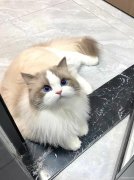 出售一只布偶猫咪