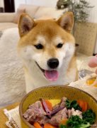 宠物代养