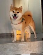 宠物代养