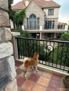 宠物犬代养