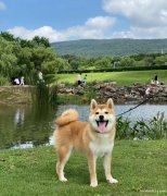 宠物犬代养