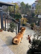 宠物犬代养