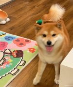 个人狗狗看护喂养5000一月