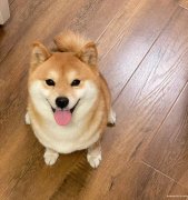 个人狗狗看护喂养5000一月
