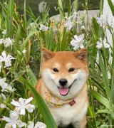 个人狗狗看护喂养5000一月