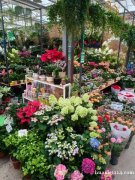 招聘花店花艺师一名