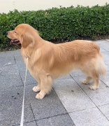 宠物领养