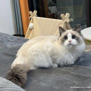 临时宠物家长（托养一只布偶猫、一只蓝猫）