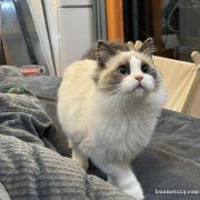 临时宠物家长（托养一只布偶猫、一只蓝猫）