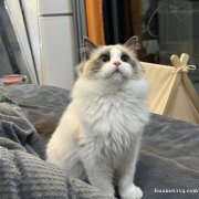 临时宠物家长（托养一只布偶猫、一只蓝猫）
