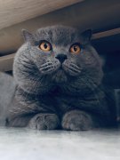 临时宠物家长（托养一只布偶猫、一只蓝猫）