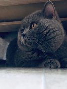 临时宠物家长（托养一只布偶猫、一只蓝猫）