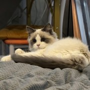 临时宠物家长（托养一只布偶猫、一只蓝猫）