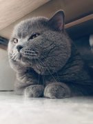 临时宠物家长（托养一只布偶猫、一只蓝猫）
