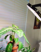 诚聘家庭帮手｜负责日常清洁与植物养护