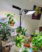 诚聘家庭帮手｜负责日常清洁与植物养护